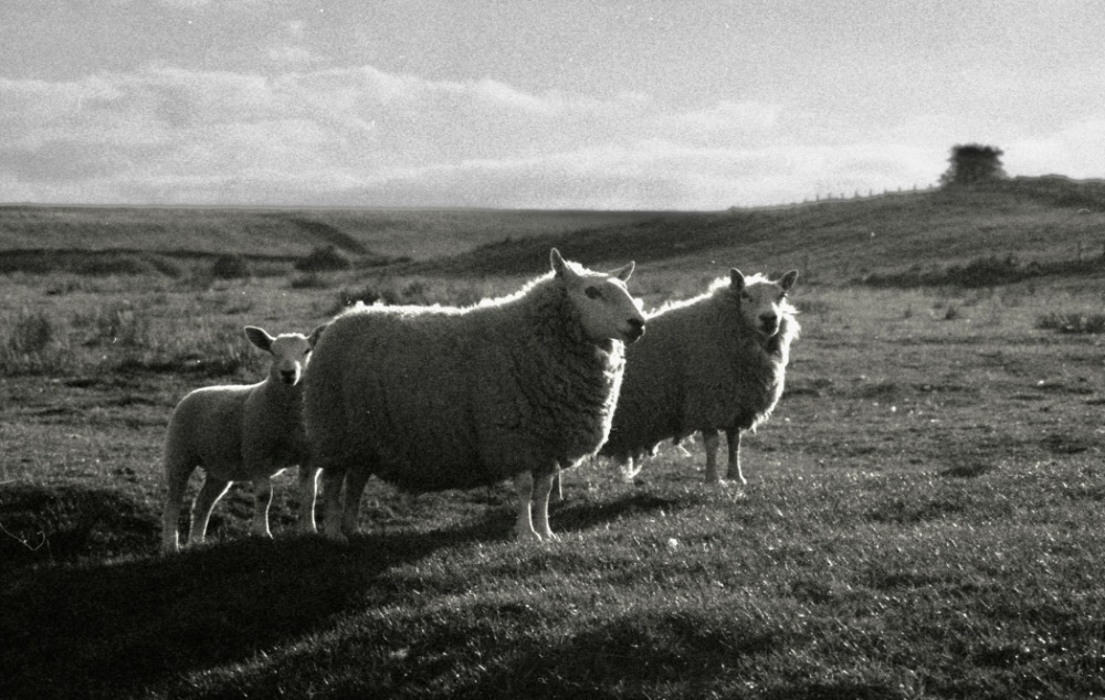 Farm Life - 3rd Place. Ilford HP5 35mm.